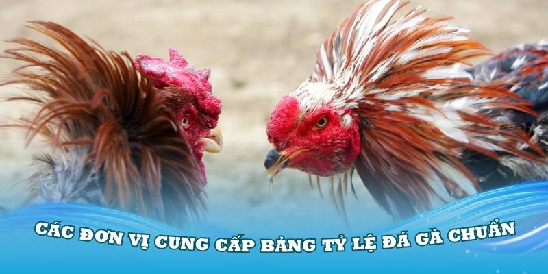 Tổng hợp các đơn vị cung cấp bảng tỷ lệ đá gà chuẩn