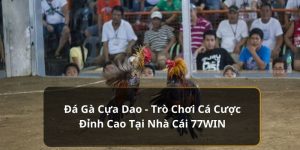 Đá gà cựa dao