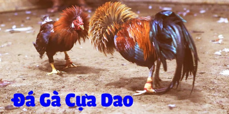 Khám phá chi tiết về sảnh đá gà cựa dao là gì?