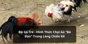 Điểm qua các giải đấu gà tre thượng hạng