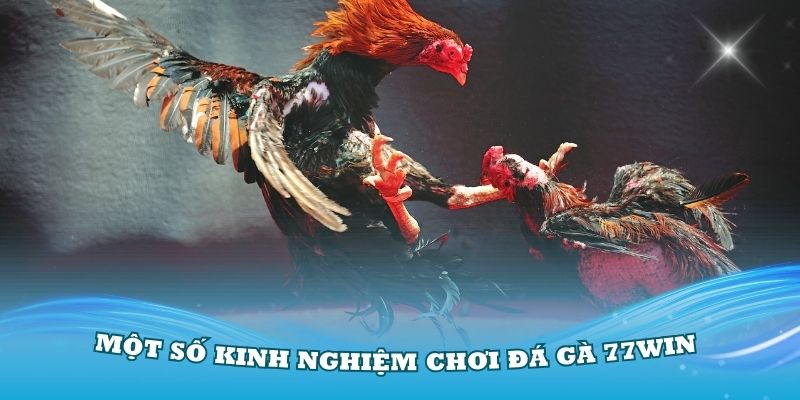 Điểm qua một số kinh nghiệm chơi đá gà 77win cơ bản