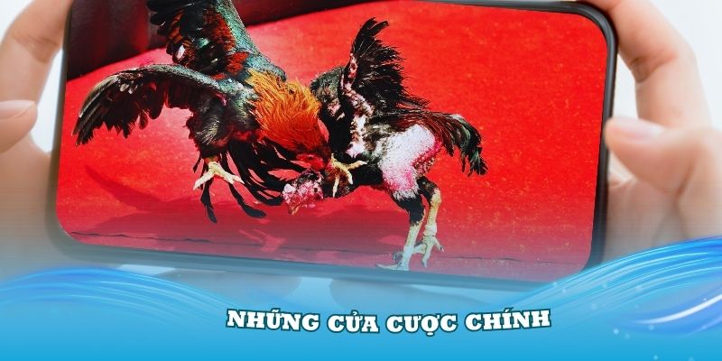 Những cửa cược chính trong quá trình chơi đá gà 77win