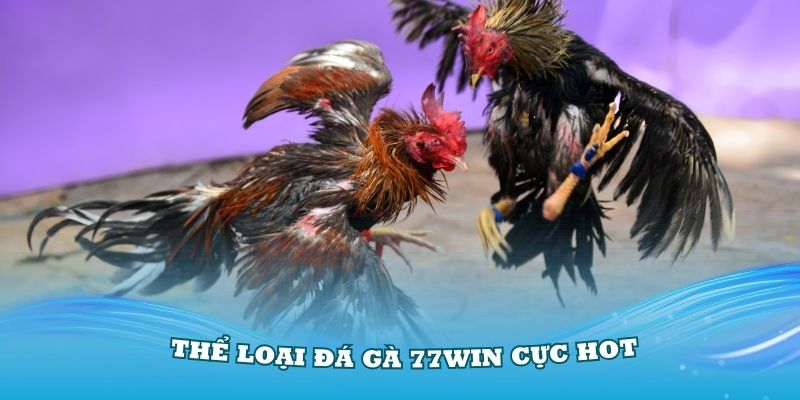 Khám phá các thể loại đá gà 77win cực hot nhất