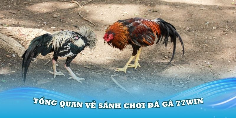 Giới thiệu tổng quan về sảnh chơi đá gà 77win hấp dẫn nhất